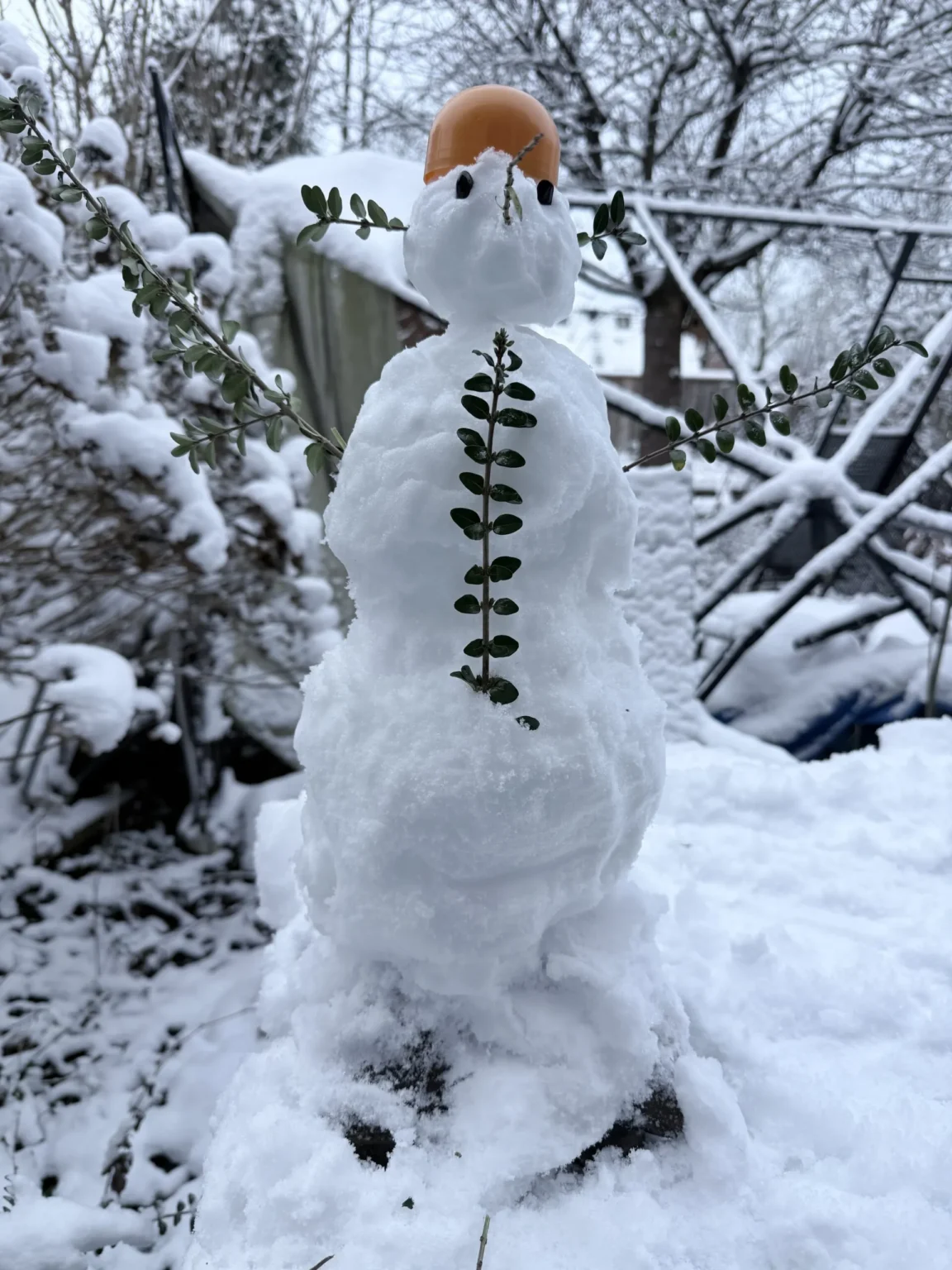 Snowboy, sabletiger, koala
