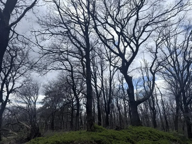 Veluwe – our local forest